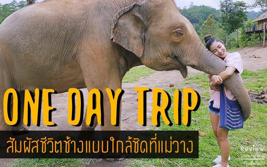 One Day Trip ประสบการณ์เลี้ยงช้างแบบใกล้ชิดที่แม่วาง