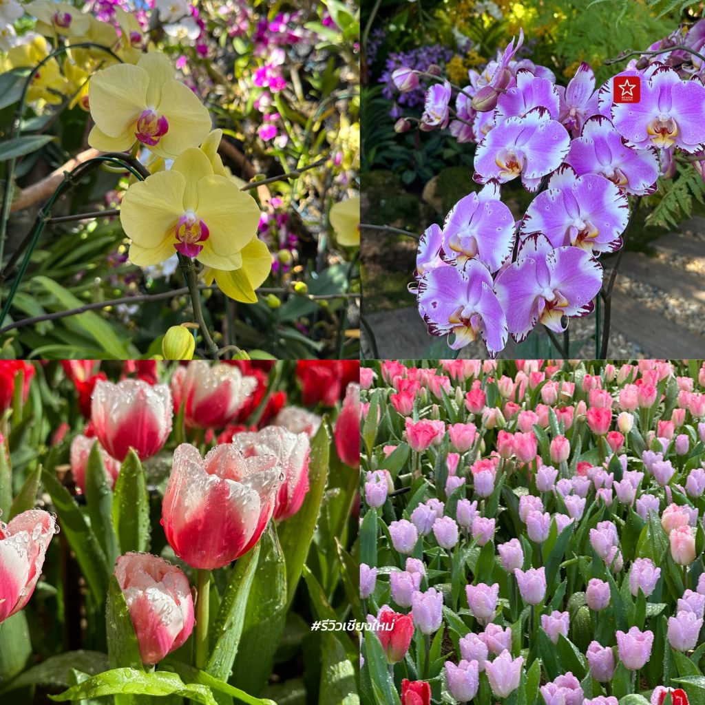 Chiang Mai Flower Festival 2024